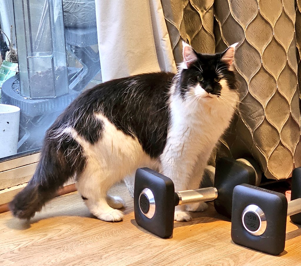 GremlintheFloof's tweet photo. Cor mum..these are heavier than me .
Think my #caturday exercise is going to be chasing Squirrels not lifting weights!
#kali #gremlin #Hedgewatch #badpanda https://t.co/YitsxMMXQr