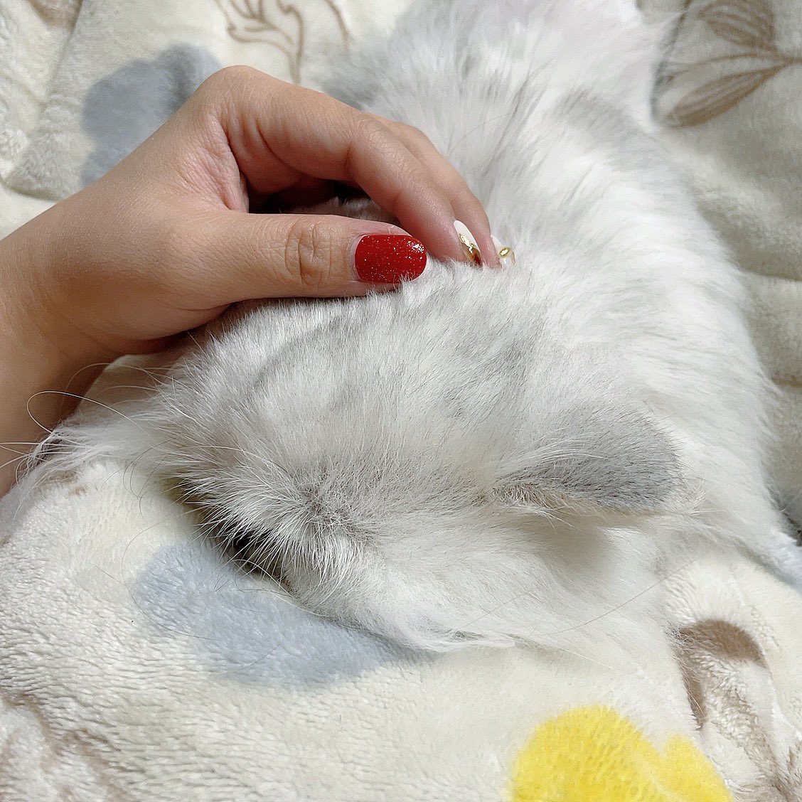 dia190414's tweet photo. 甘えんぼちゃん♡♡ https://t.co/ex85Caf9w1