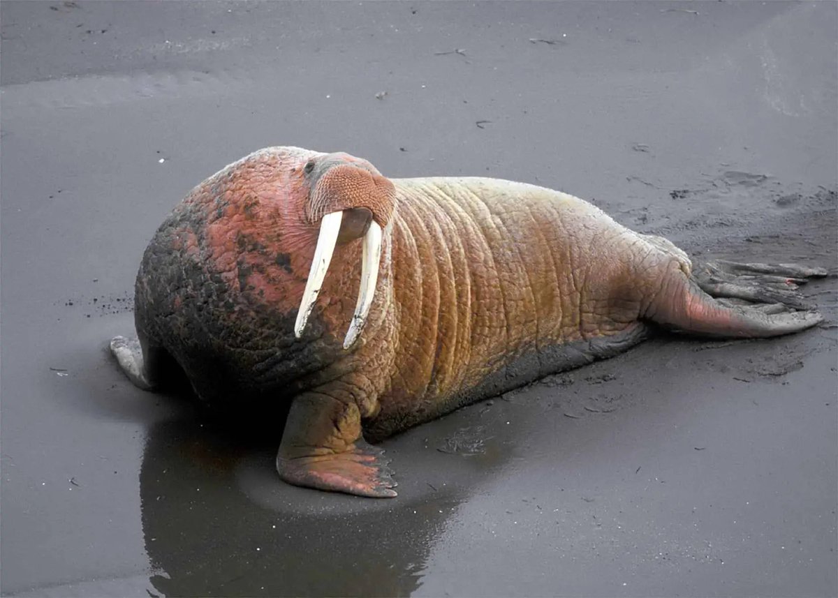 Che75403215's tweet photo. @RadioGenoa Walrus https://t.co/9iSK1pLNrz