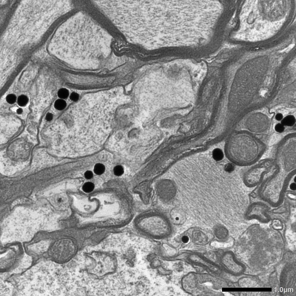 Dr Alon Douek tweet media