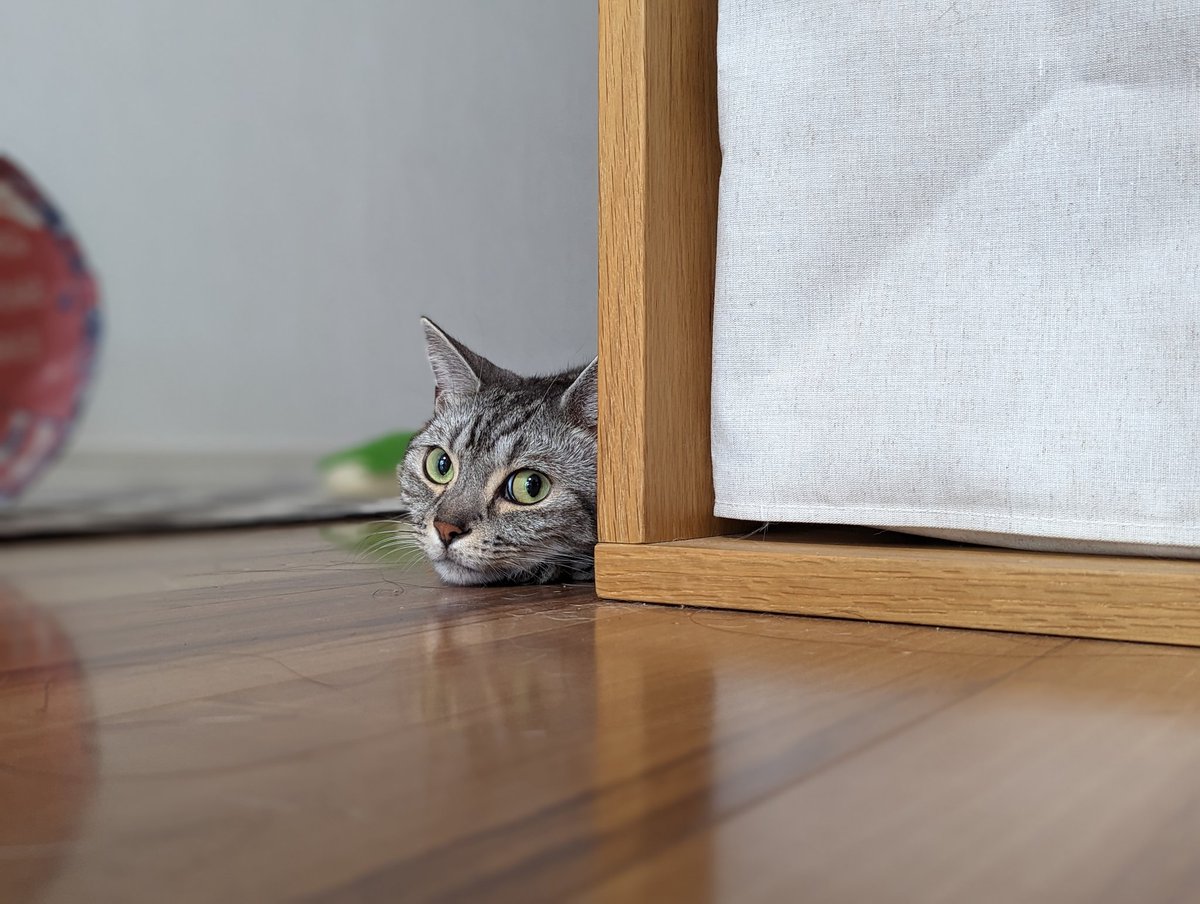 視線を感じると思ったら…
#猫 #猫のいる暮らし #アメショ