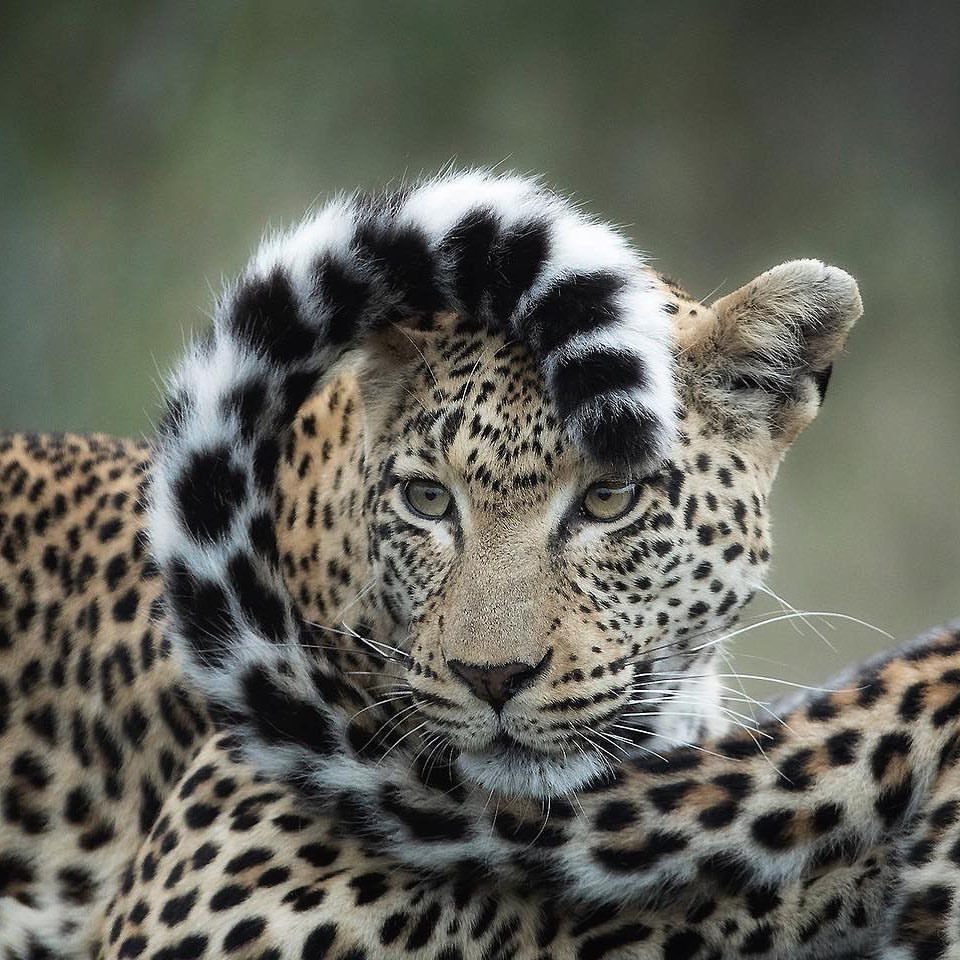 Paws Whisper tweet media