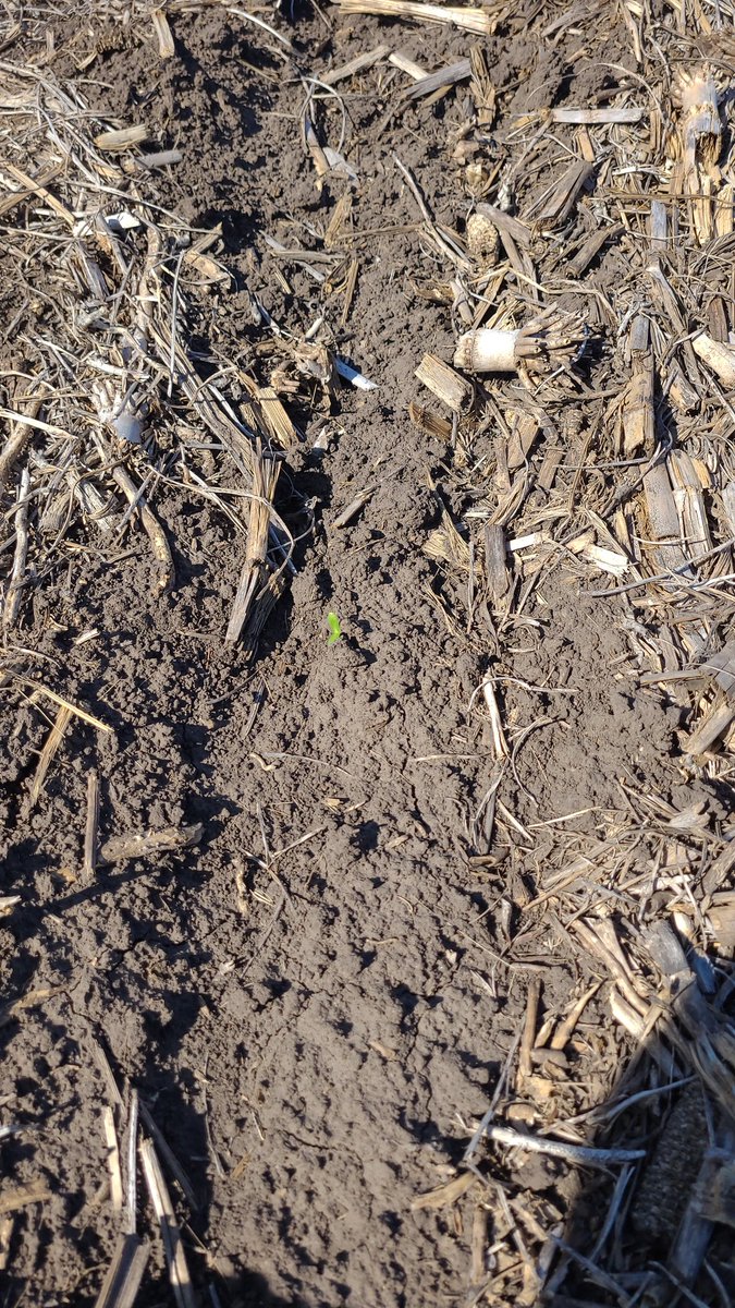 MIBs América y Tandil 24-25. En Tandil observamos nacimientos del ensayo de profundidad de siembra en girasol. Es el segundo año de esta linea. La siembra a 3cm se ve más adelantada vs la de 7cm. Veremos diferencias entre la combinación de prof de siembra y calidad de semilla.
