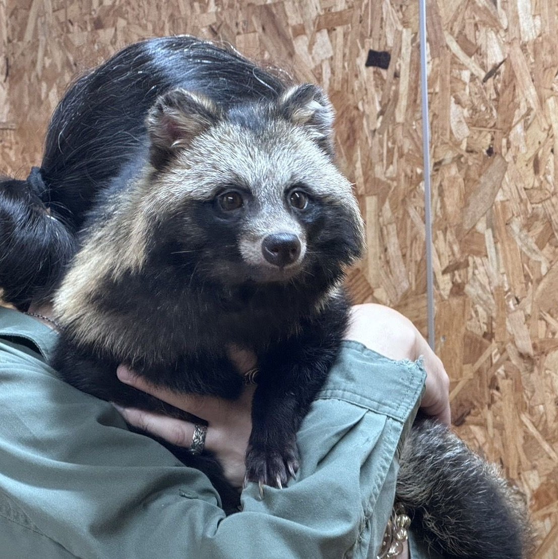 #フェリシモ さ〜ん🤗 ホンドタヌキで抱きまくら作ってくれませんか〜