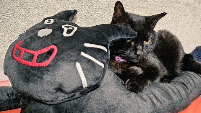 うちの猫が東キヨドームで買ったキヨねこクッションを気に入った様でたいそう微笑ましい 