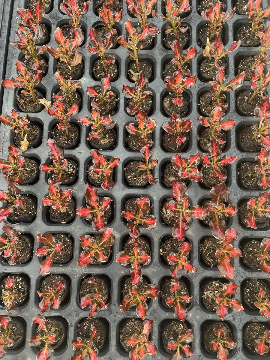 Neil Alcock tweet media