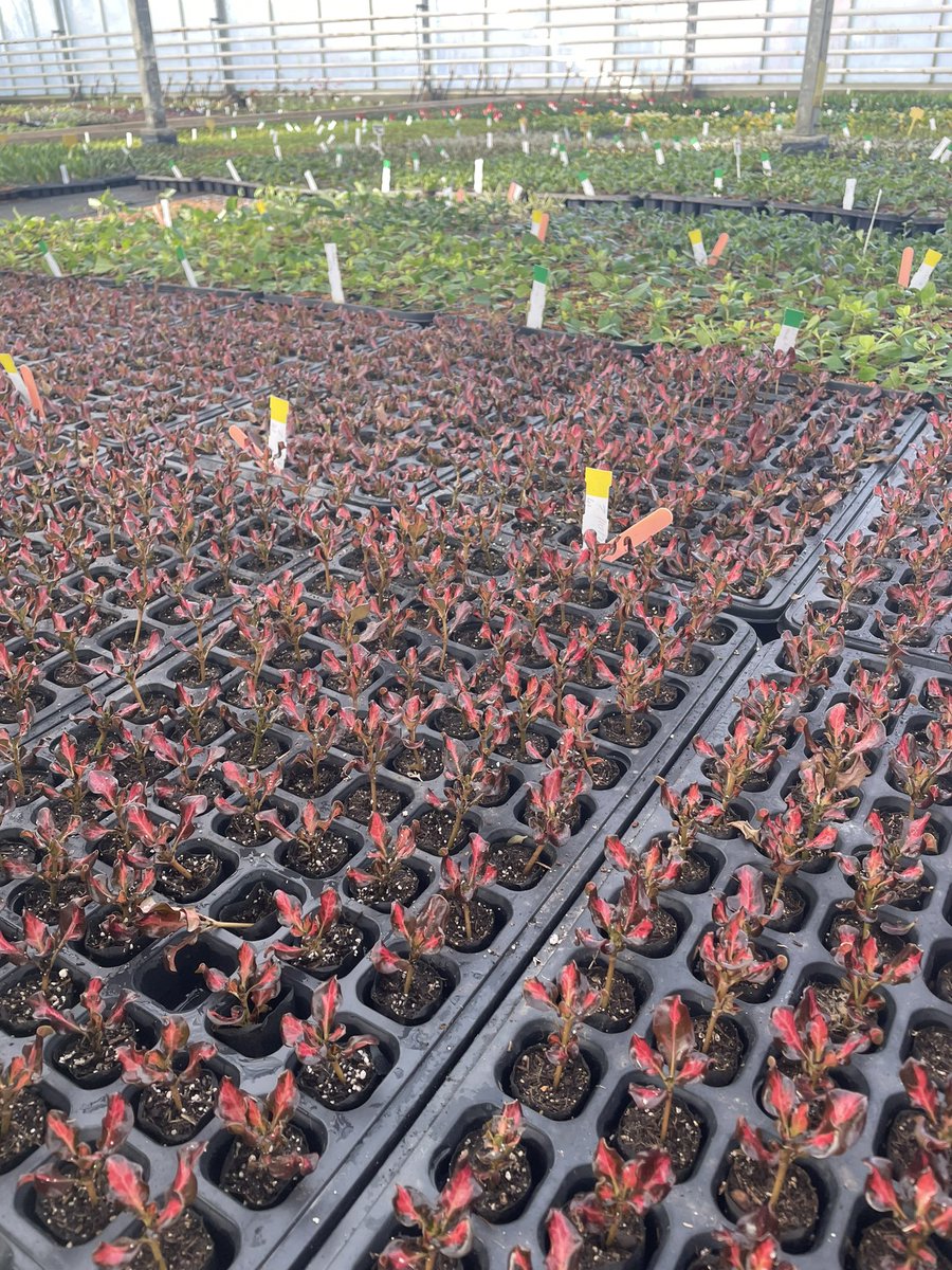 Neil Alcock tweet media