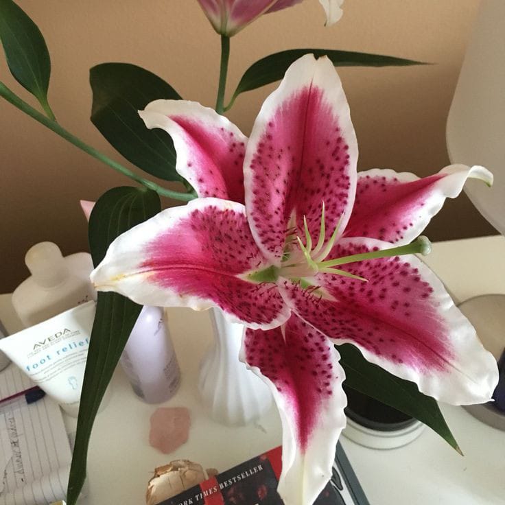 onlyyouforeveer's tweet photo. pink lily 💓 <3 https://t.co/u2iiGi2riE