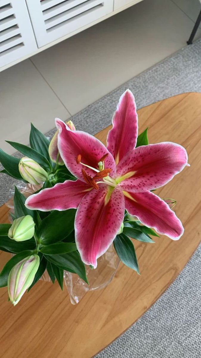onlyyouforeveer's tweet photo. pink lily 💓 <3 https://t.co/u2iiGi2riE