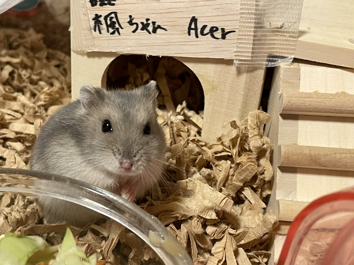 hlUutqn1jmsFbvW's tweet photo. 最近デートしてないなあ。I haven't dated recently. #楓ちゃん🍁 #Acer #shorts #薔薇です🌹#barad... https://t.co/Ua5ZygKZ2a @YouTubeより https://t.co/M8iqpYtTWv