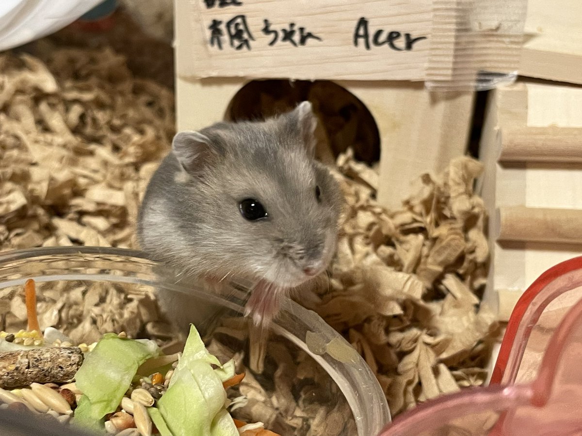 hlUutqn1jmsFbvW's tweet photo. 最近デートしてないなあ。I haven't dated recently. #楓ちゃん🍁 #Acer #shorts #薔薇です🌹#barad... https://t.co/Ua5ZygKZ2a @YouTubeより https://t.co/M8iqpYtTWv
