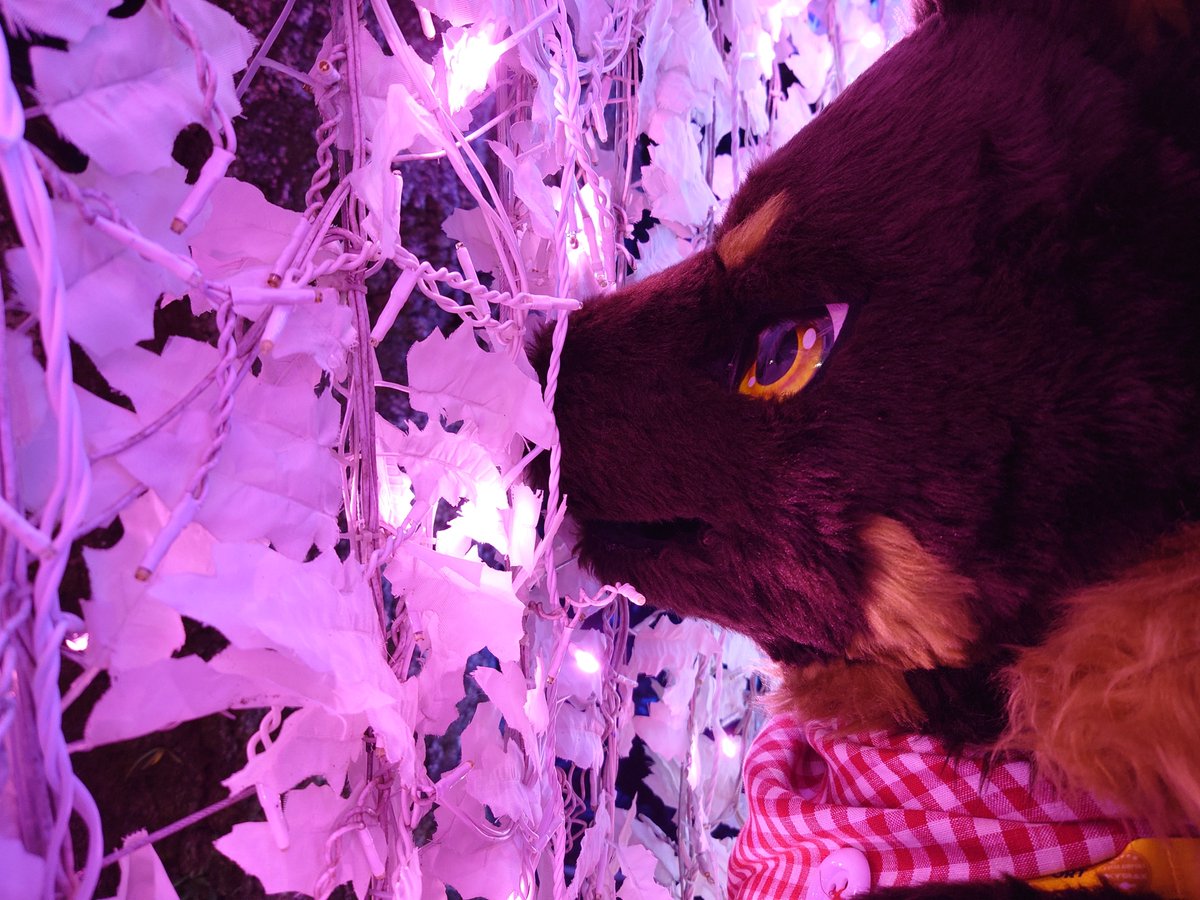 inubelly's tweet photo. 角にスタックしたり木の葉に刺さるコウくん https://t.co/GVvSsDGrQC