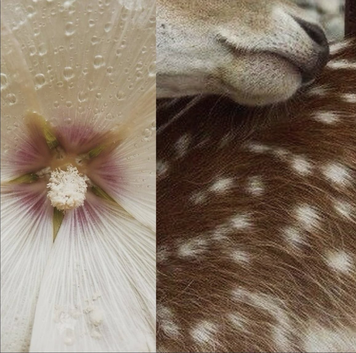 prtygal777's tweet image. Ethereal Fawn Nails