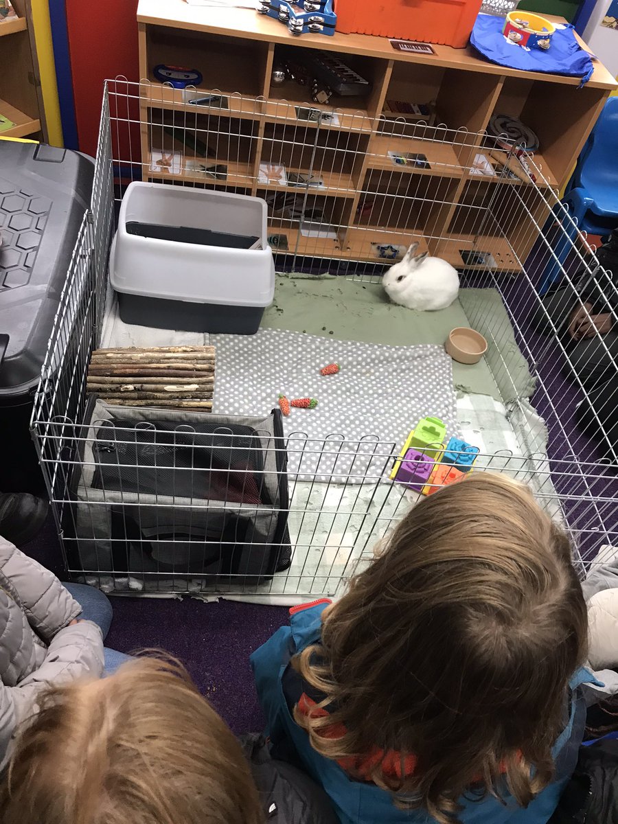 rootstofruitce's tweet photo. Apollo the rabbit visited @BarfordSchool this week as year 6 investigated the characteristics of predators and prey 🐇🦊🐇🦊🐇🦊@rootstofruit202 https://t.co/3CFEMyFfDC