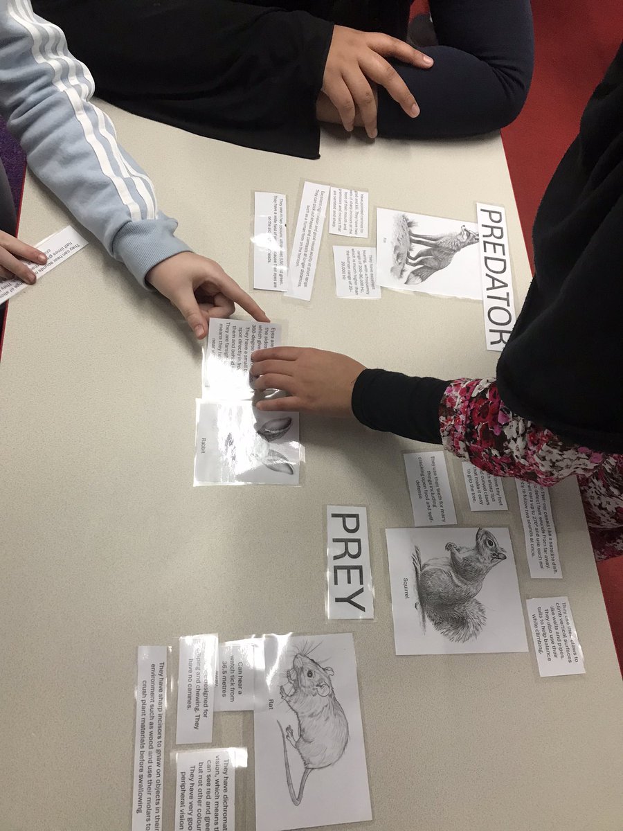 rootstofruitce's tweet photo. Apollo the rabbit visited @BarfordSchool this week as year 6 investigated the characteristics of predators and prey 🐇🦊🐇🦊🐇🦊@rootstofruit202 https://t.co/3CFEMyFfDC