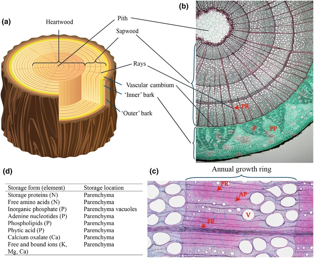 New Phytologist (@newphyt) on Twitter photo #TansleyReview: Wood nutrients: Underexplored traits with functional and biogeochemical consequences
@DallingJim, <a href="/mf744/">Manuel Flores</a> and <a href="/kdheineman/">Katie Heineman</a>
👇
📖 nph.onlinelibrary.wiley.com/doi/10.1111/np…
#LatestIssue <a href="/wileyplantsci/">Wiley Plant Science</a> #TansleyReview: Wood nutrients: Underexplored traits with functional and biogeochemical consequences
@DallingJim, <a href="/mf744/">Manuel Flores</a> and <a href="/kdheineman/">Katie Heineman</a>
👇
📖 nph.onlinelibrary.wiley.com/doi/10.1111/np…
#LatestIssue <a href="/wileyplantsci/">Wiley Plant Science</a>