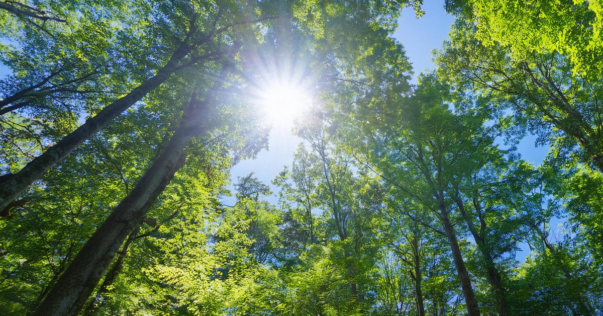 今日も1日お疲れさまでした☺️
日光を浴びると何となく気持ちが明るくなりますよね☀️それには科学的な理由があって、太陽の光を浴びることで体内のセロトニンが活性化し、気分が安定すると言われているんです。早起きした朝は、散歩やベランダでのひと時で少しでも太陽に触れる時間を作ってみませんか🌸