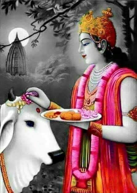 🚩Happy Gopashtami. 🙏🏻
🚩O Hindus, let us serve cows by worshiping cows, conservation, cow protection.🚩

#Gopashtami 
Gau mata