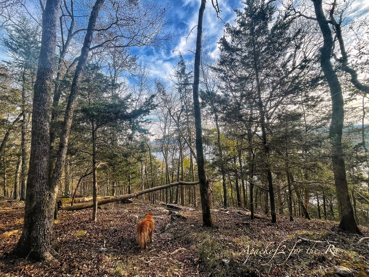 Apackof2Redux's tweet image. Good Morning. Beautiful trail in Defeated Creek COE campground in the beautiful state of #Tennessee. Btw this was a very challenging trail, almost straight up and straight down but Emme 🐕 was a champ! #apackof2 #fulltimerver
