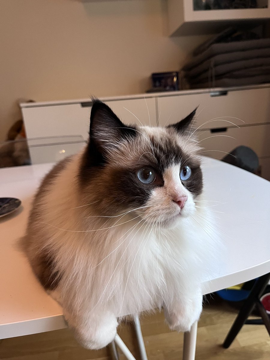 freddestwitt's tweet image. Hurra för Pepsi som fyller två år idag! #katt #ragdoll #kattliv