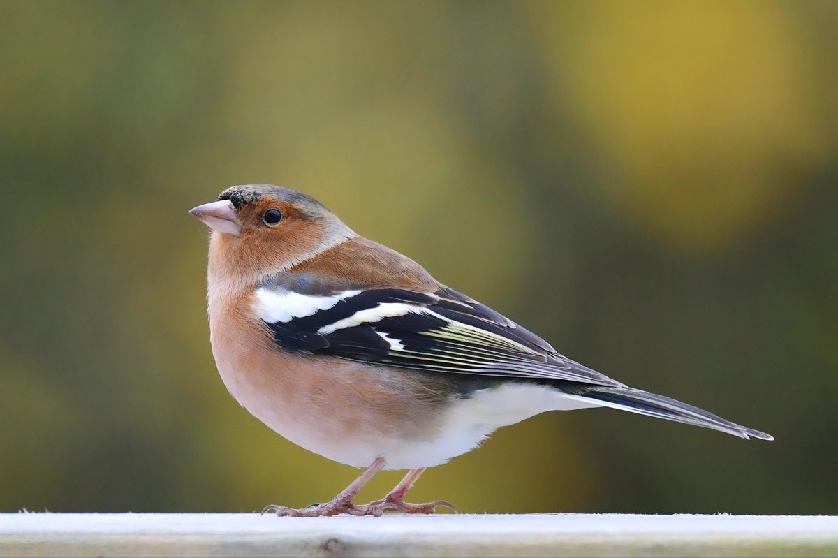 Wee Chaffinch posing nicely for me in very poor light this morning in Kirkcudbright 😁
