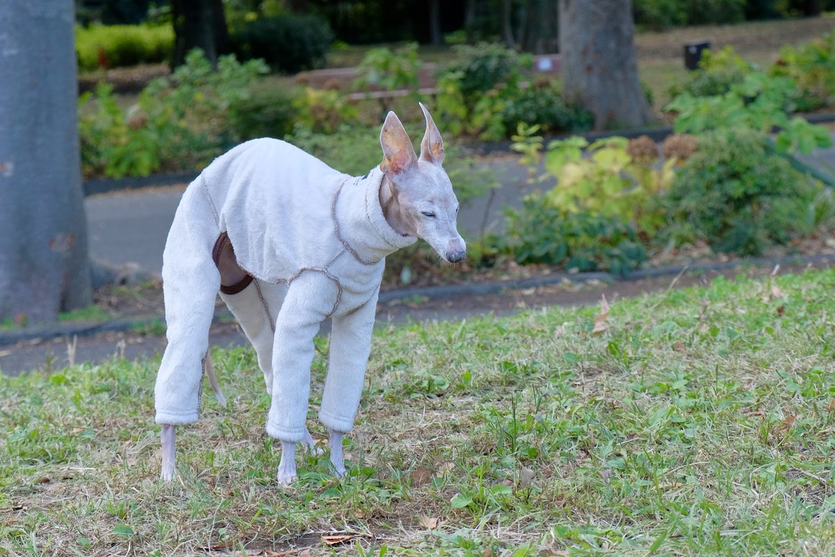 kailua_wind's tweet photo. 本日無事に18歳を迎えました
#italiangreyhound #イタリアングレイハウンド https://t.co/QYDBkQZNMh
