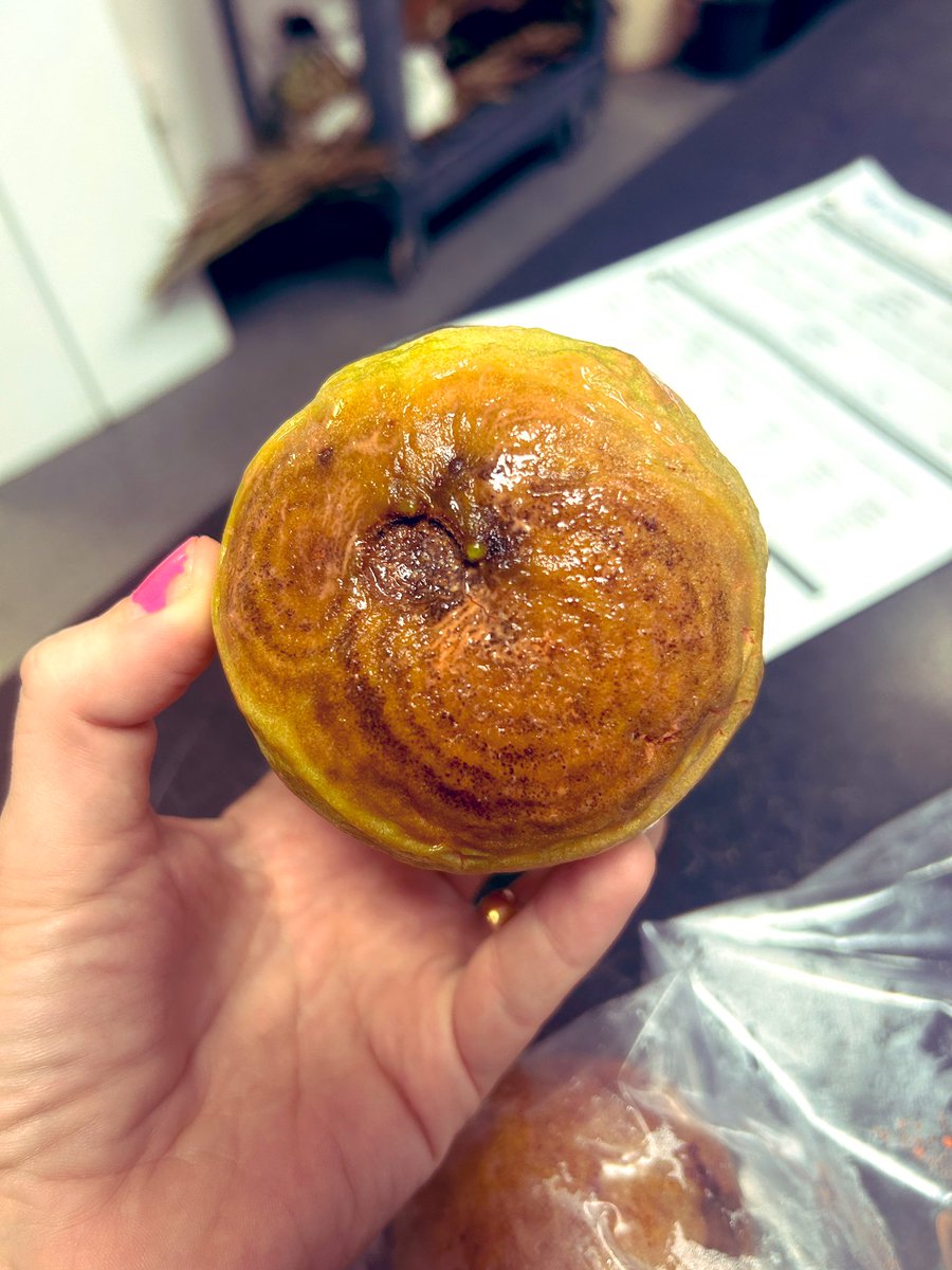 Tropical Plant Clinic & Research Lab (@clinicplant) on Twitter photo Anthracnose on #guava it’s an important #postharvest disease for south #Florida producers.
To learn more about this and other guava diseases check out this #extension publication 👇🏻
edis.ifas.ufl.edu/publication/PG…
<a href="/APS_PHC/">APS Postharvest Pathology Committee</a> <a href="/APS_Tropical/">APS Tropical Plant Pathology Committee</a> <a href="/UFPlantPath/">UF/IFAS Plant Pathology Department</a> <a href="/UFTropical/">UF IFAS Tropical Research and Education Center</a> <a href="/RareFruitMiami/">Rare Fruit Council Intl RFCI Miami</a> Anthracnose on #guava it’s an important #postharvest disease for south #Florida producers.
To learn more about this and other guava diseases check out this #extension publication 👇🏻
edis.ifas.ufl.edu/publication/PG…
<a href="/APS_PHC/">APS Postharvest Pathology Committee</a> <a href="/APS_Tropical/">APS Tropical Plant Pathology Committee</a> <a href="/UFPlantPath/">UF/IFAS Plant Pathology Department</a> <a href="/UFTropical/">UF IFAS Tropical Research and Education Center</a> <a href="/RareFruitMiami/">Rare Fruit Council Intl RFCI Miami</a>