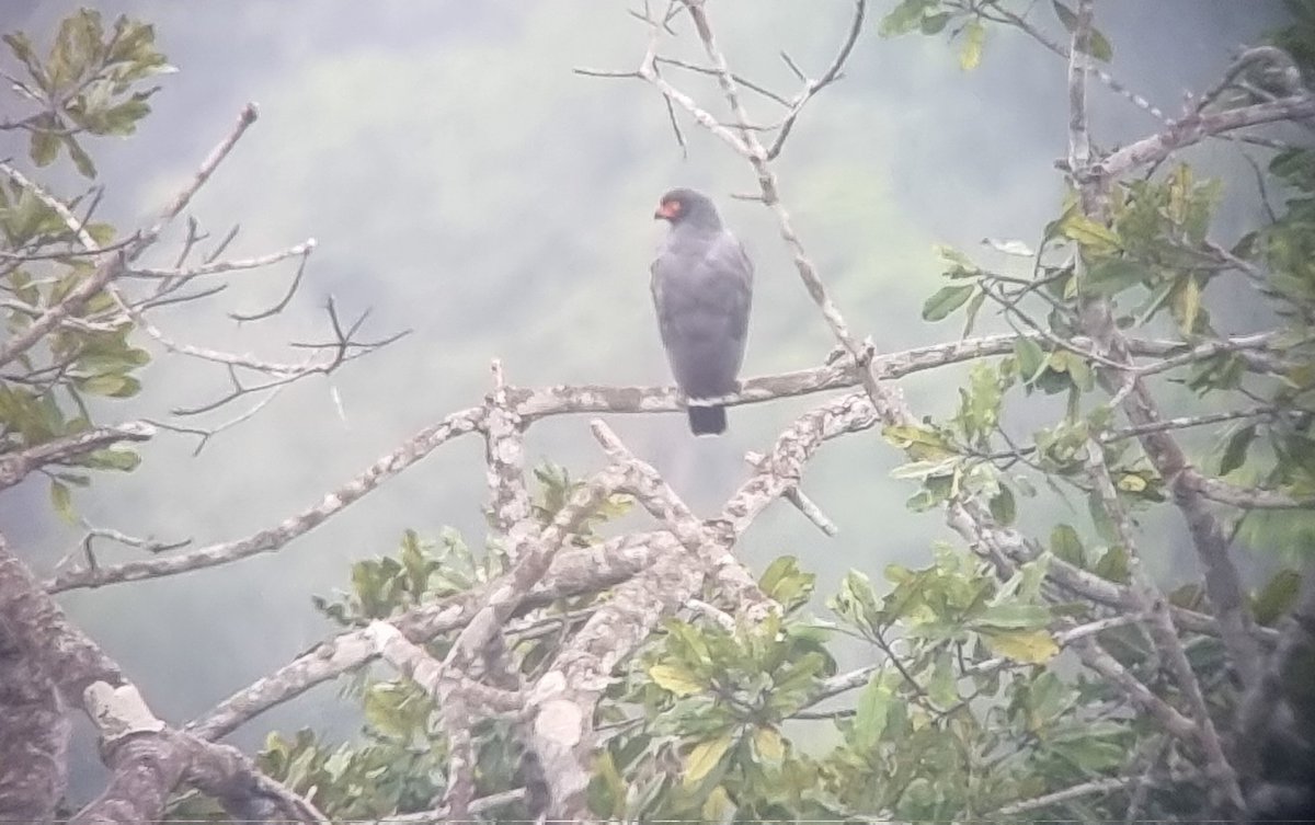 marcmcflurry's tweet photo. Galapagos Hawk, Roadside Hawk, Harris Hawk and Slate-coloured Hawk #Ecuador #BirdsSeenIn2024 https://t.co/efDGvFfdaJ