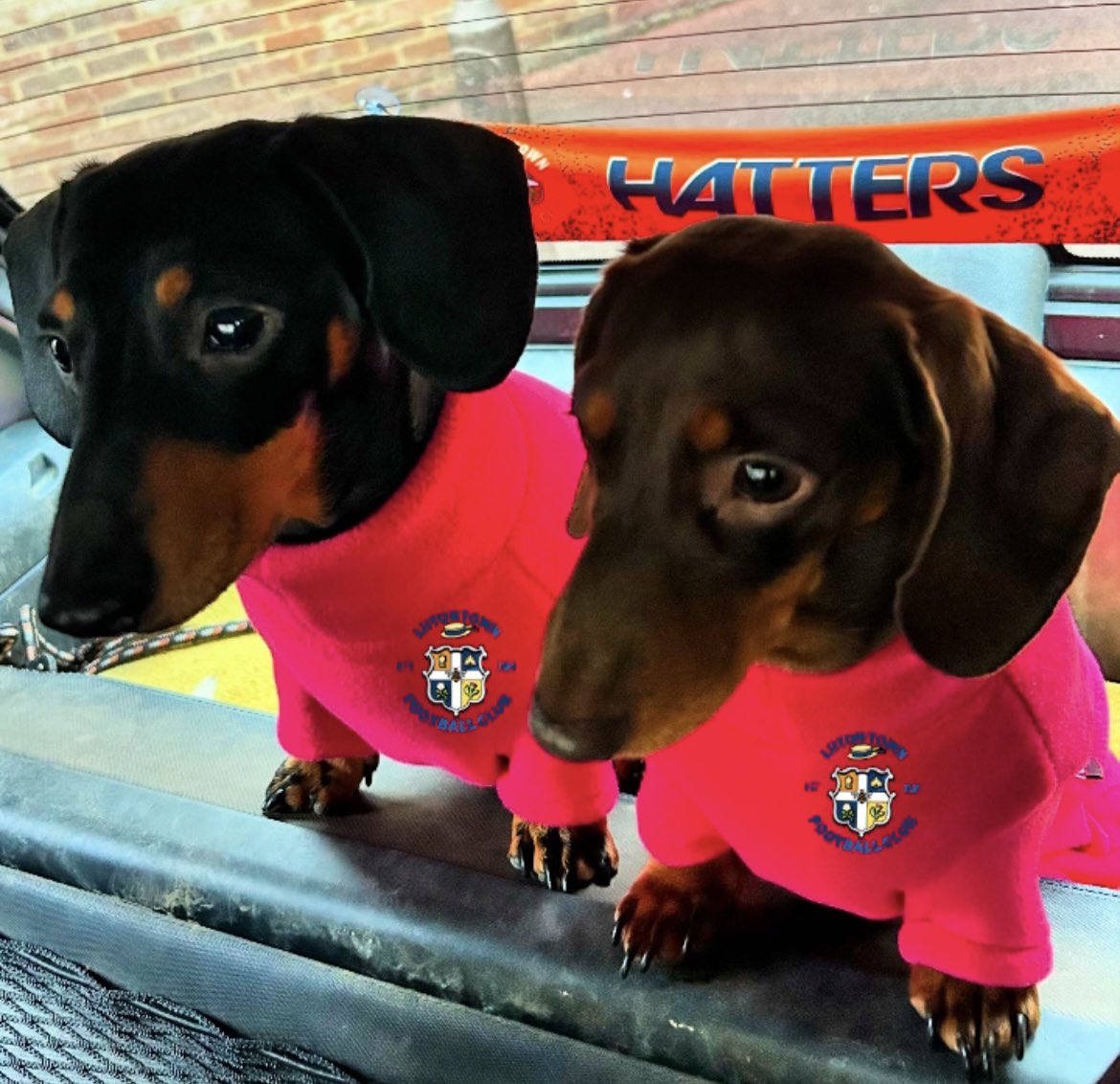 Sinead McNamara (@sineadmcnamara3) on Twitter photo Come on <a href="/LutonTown/">Luton Town FC</a>
Liebe and Coco have their serious football faces on, they know we need another win 🙏🧡
#COYH Come on <a href="/LutonTown/">Luton Town FC</a>
Liebe and Coco have their serious football faces on, they know we need another win 🙏🧡
#COYH