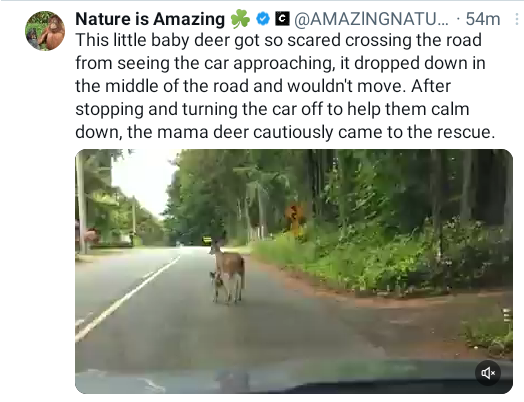 JoEdkins's tweet photo. @MichaelRosenYes 
Is the last sentence a frontial adverbial? (I didn't do those at school.) If so, why teach such a complex structure to young children? Usually something simpler is more powerful. And it tends to produce mistakes. The deer did not stop the car. https://t.co/kXh6krBeL5
