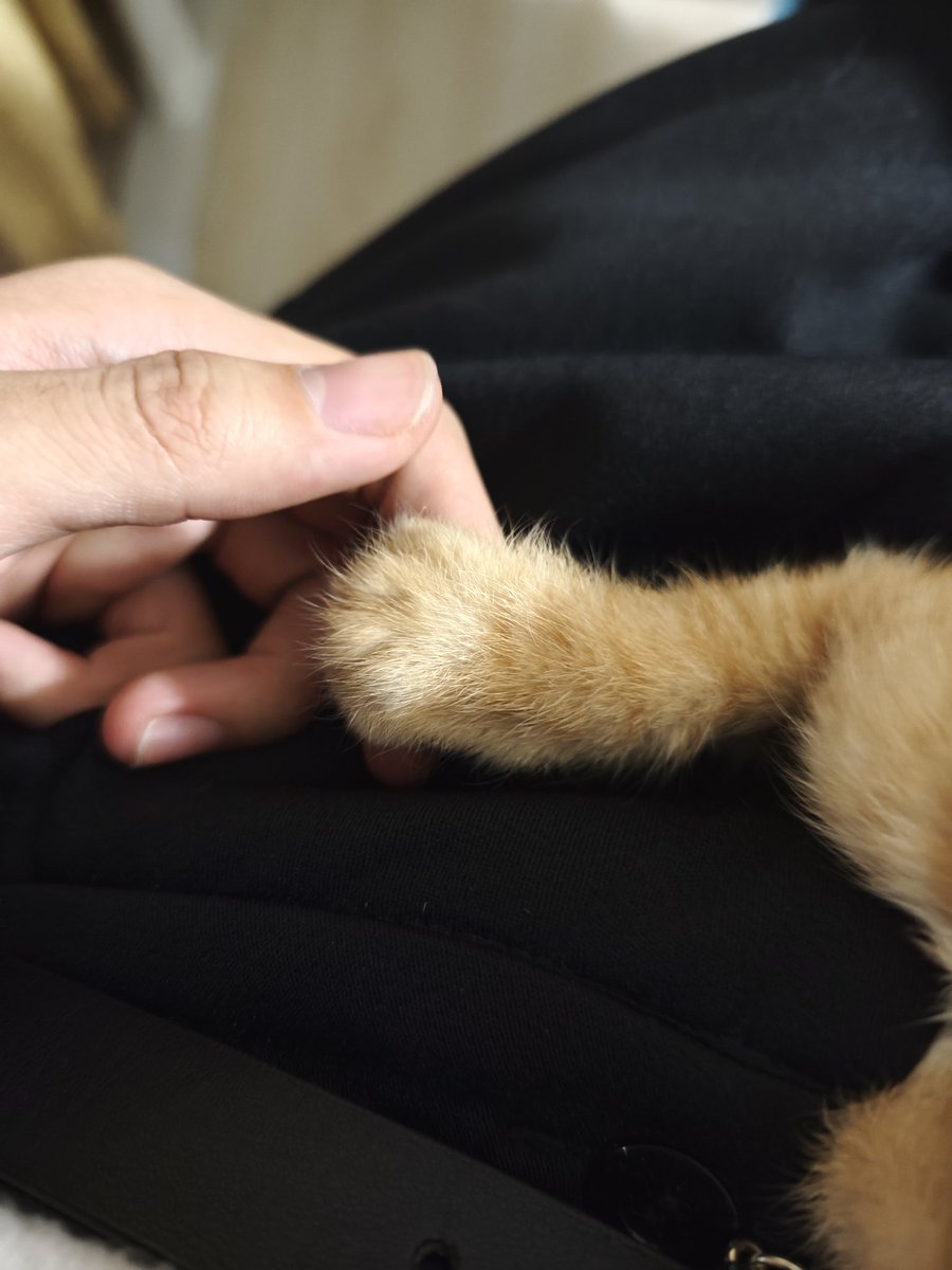 Asc_ius's tweet photo. 心碎小猫 因为眼睛有问题只能坐在我腿上看别的小猫玩逗猫棒 https://t.co/hn3MRQNPId