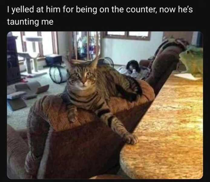 MichaelLBelcher's tweet image. Just one paw; its legal...

#BelchingToadProductions #DrivingAroundtheWorldandtheUniverse #cat #cats #kittens #kitten #catmemes #caturday #catsofinstagram #CatsOnTwitter