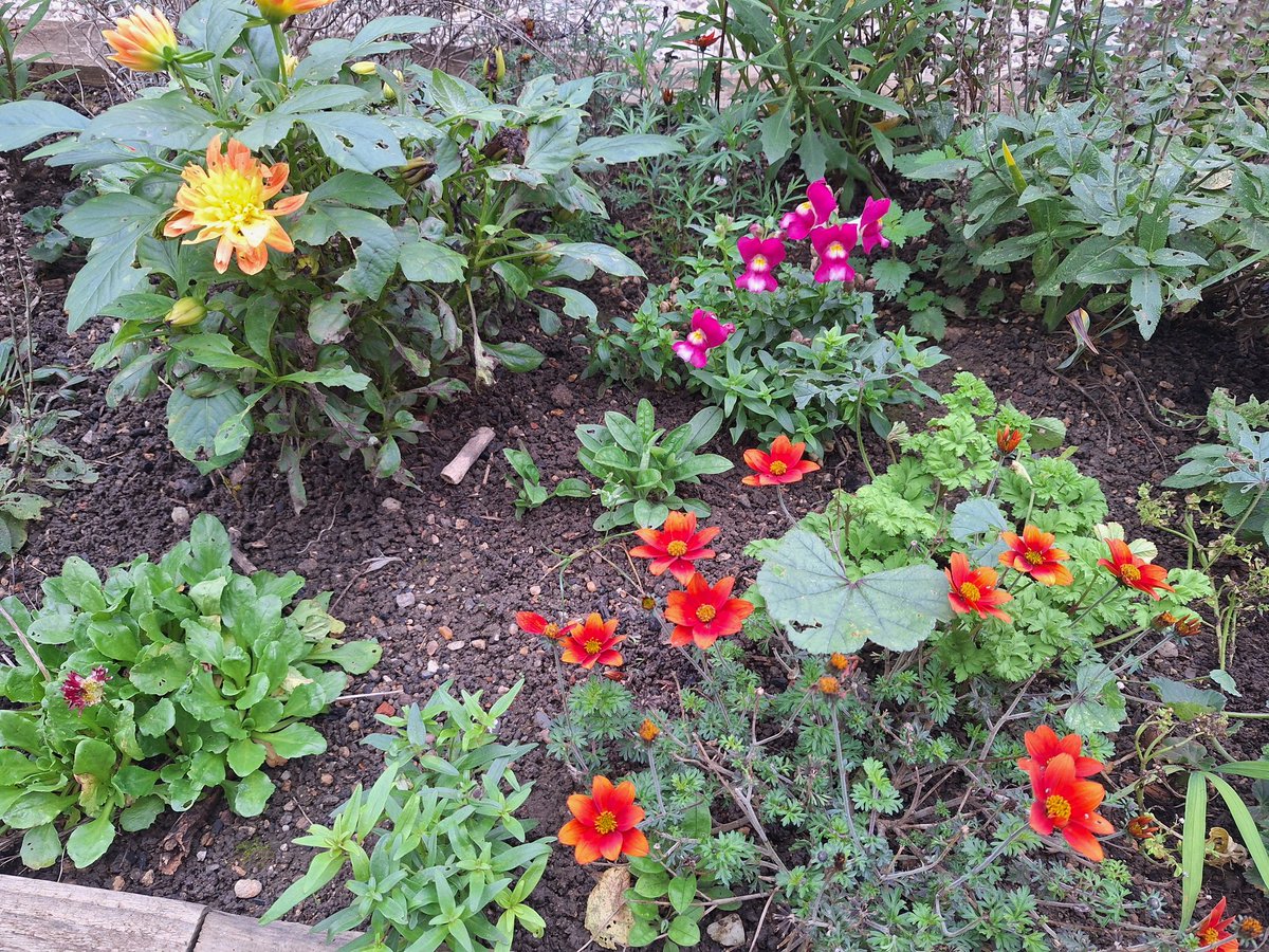 codeandcards's tweet image. Bunch of things in my garden seem to have forgotten it&apos;s November and started flowering again