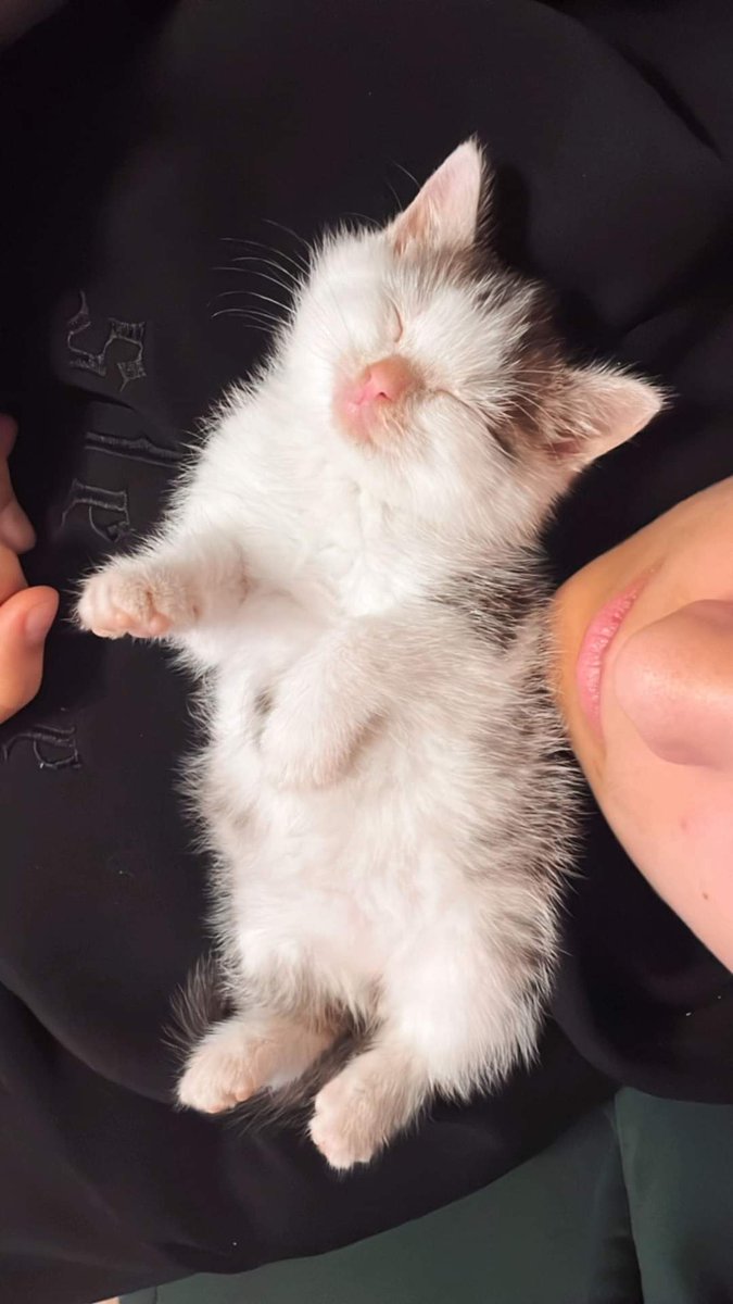 EiriYu's tweet image. Moi mili, Pulpet jest w drodze do nas. Proszę o szturm modlitewny, żeby rezydentka nie miała dużego problemu z akceptacją 🥰