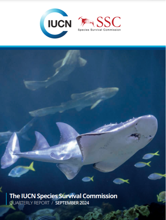SheddResearch's tweet photo. Check out the latest  @IUCNssc   report to learn more about the recent Bowmouth Guitarfish Workshop hosted by  @shedd_aquarium   and the impactful #conservation projects our CSS Freshwater has been working on with local partners in #CentralAmerica!
🔗https://t.co/jP0M4H1Cmm https://t.co/qHoGF18TEI
