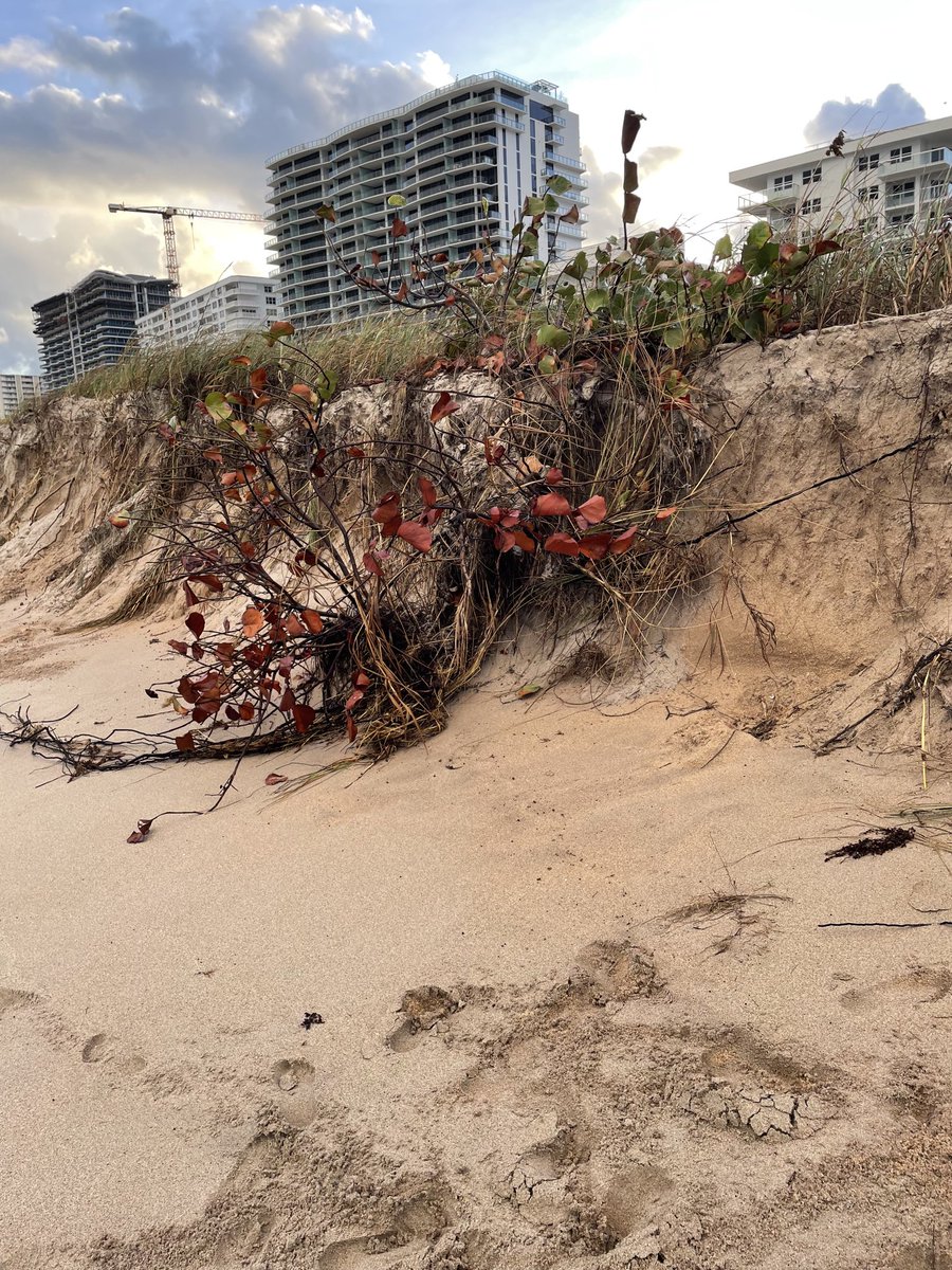a_schtr's tweet photo. Beach erosion seems worse than ever this year. https://t.co/xlf7VWTAGx