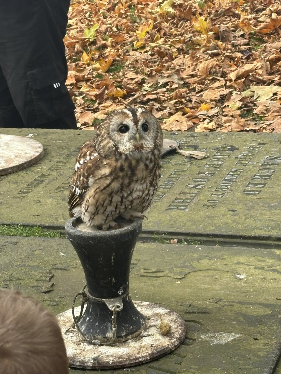 raeyear's tweet photo. I GOT TO PET THE OWLS TODAY I AM SO HAPPY https://t.co/IxmAtHL87O