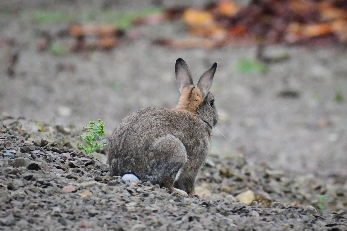 I wouldn't normally post a back view of a rabbit, but I liked this one as it looked like it was sporting a wee Mohican hairdo 🤣🤣