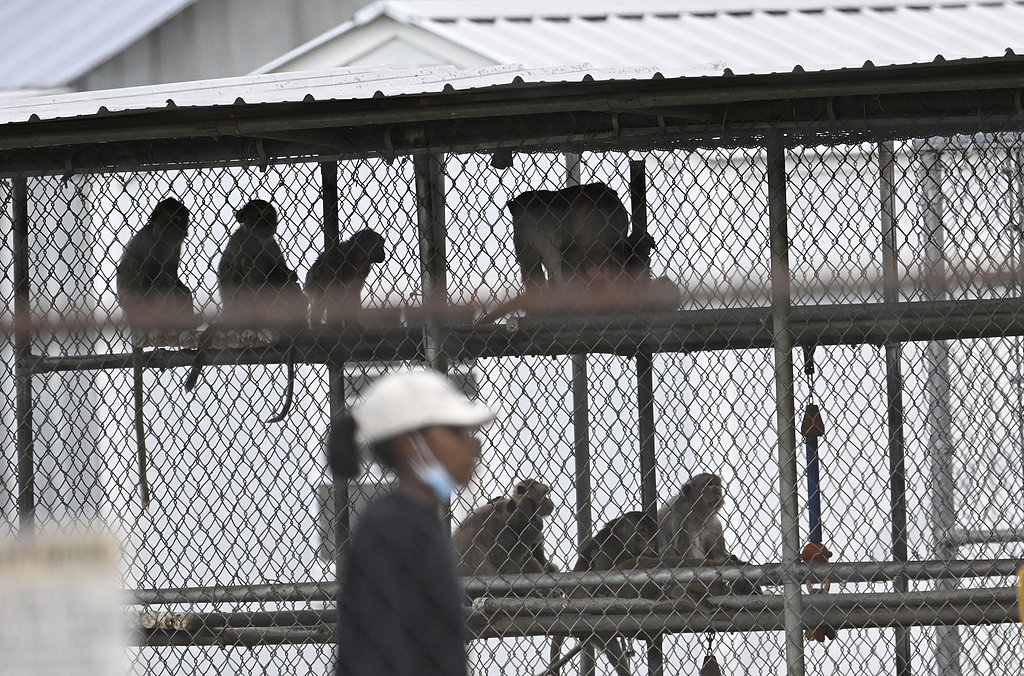 MeetOurWorld's tweet photo. 43 female rhesus macaques have escaped a research facility in Yemassee, South Carolina. The lab operator, #AlphaGenesis, claims the monkeys have never been used for testing and are too young to carry diseases. None of the monkeys have been recovered so far. #monkeyescape https://t.co/OtxlEgZSyc