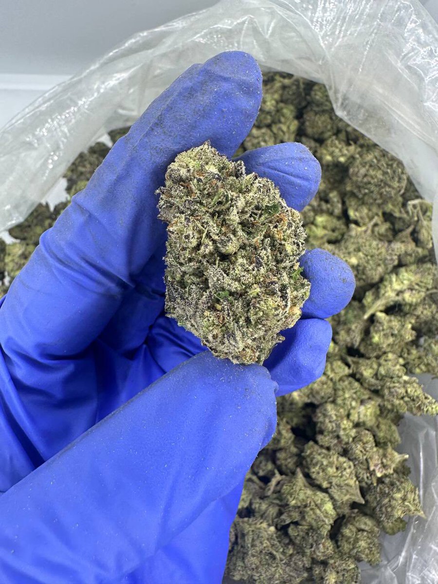 JetBagsx's tweet photo. Tres Leches
Bulk join tele
2 zips 140
Zip 75
Half 45
Quarter 35
#atlplugs #atlplug #atlza #atlweed
#weedtwitter #gayatl #ATLmeetups #Atlfreaks #pluginatl #atlexotics #atlonlyfans #lesbianatl #atlfollowers #eastatlanta #decaturGA #FultonCounty #mobileplug #atlweedman #weedman https://t.co/eKM5r0ot4O