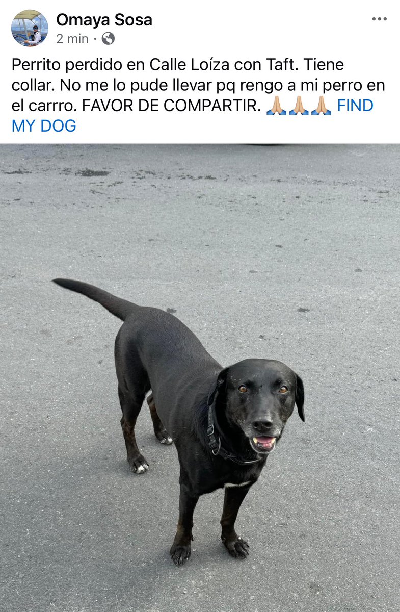 omayasosa's tweet photo. Perrito con collar perdido entre calle Loíza y Taft en Santurce. 👇🏼👇🏼👇🏼Favor de compartir 🙏🏼🙏🏼 https://t.co/szsx8l03OV