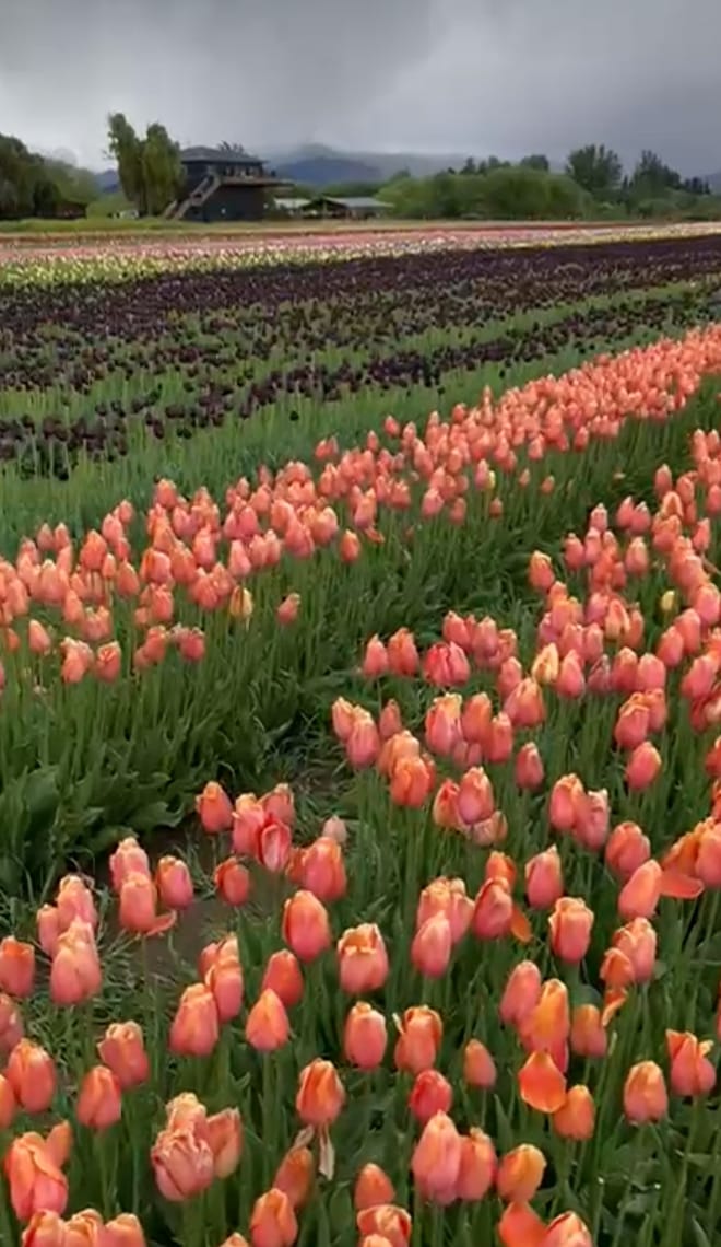 🇦🇷 Primavera en la Patagonia Argentina - Trevelin - 🌷🩵🤍🩵 - 📸 Camila -  #Argentina   #paisajes