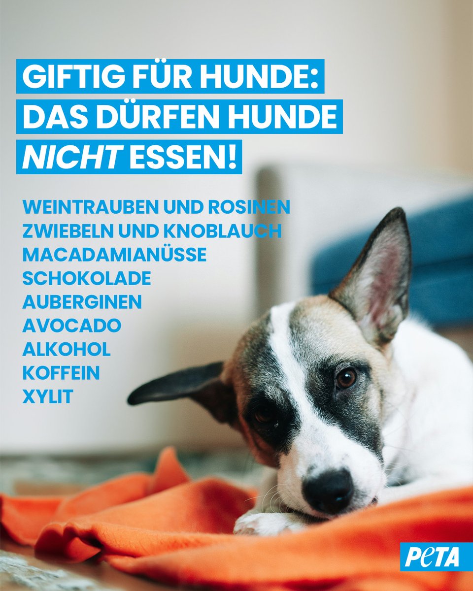Wer von euch mit einem #Hund zusammenlebt, kennt die schmachtenden Blicke, wenn jemand Essen zubereitet oder Snacks isst. Doch vieles, was wir Menschen essen, ist für Hunde schädlich oder sogar giftig – so auch zum Beispiel diese Dinge hier! 👇️😨

PETA.de/themen/was-due…