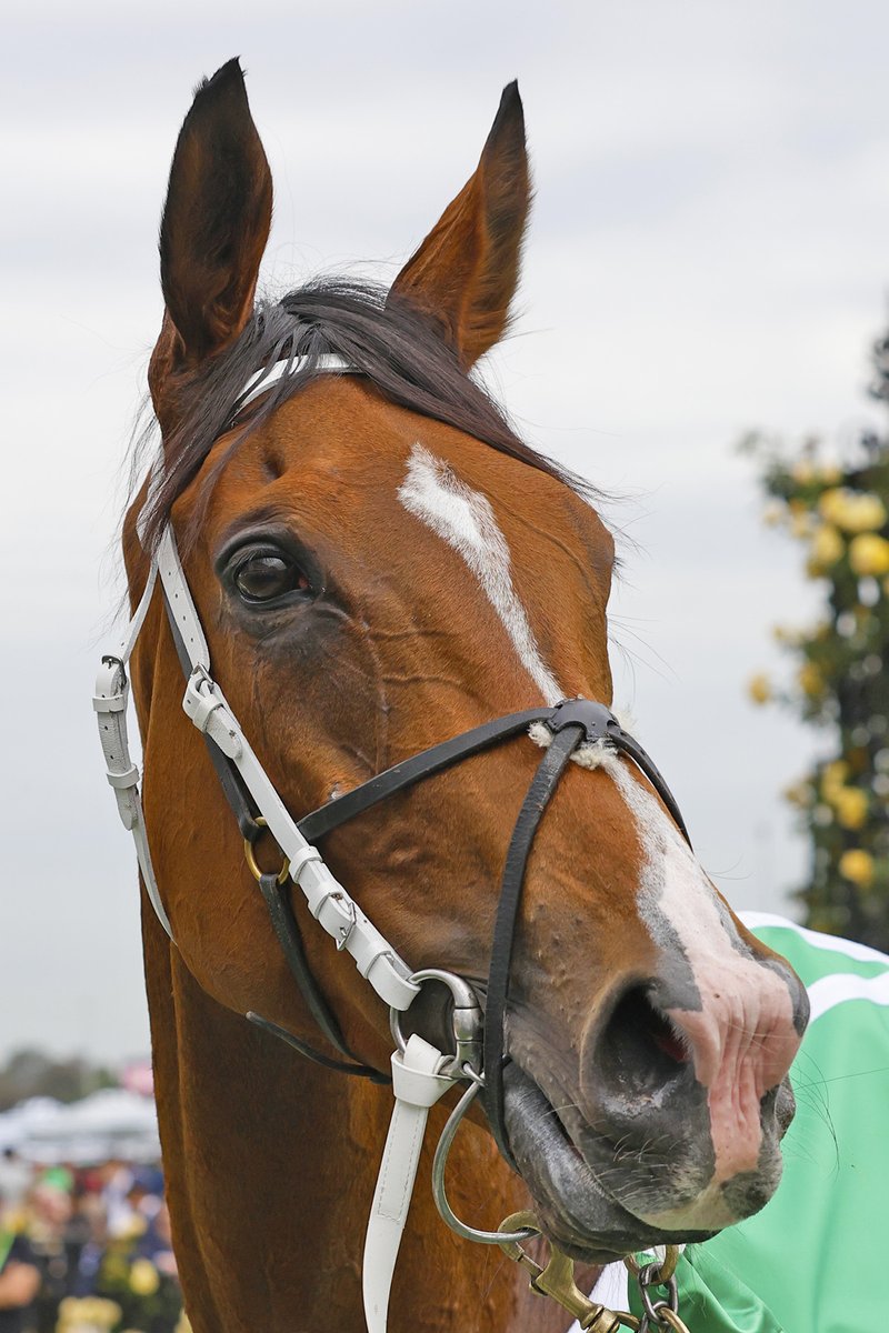 BH_AEberhardt's tweet image. Champion Stakes day at @FlemingtonVRC Carnival. Winners inc. #SunshineinParis (JMcDonald) in G1 Darley Champions Sprint; #MrBrightside (CWilliams) in the G1 VRC Champions Mile;  #ViaSistena (JMcDonald) in G1 TAB Champions Stakes. Congrats to all connections. #MarkGattPhotos