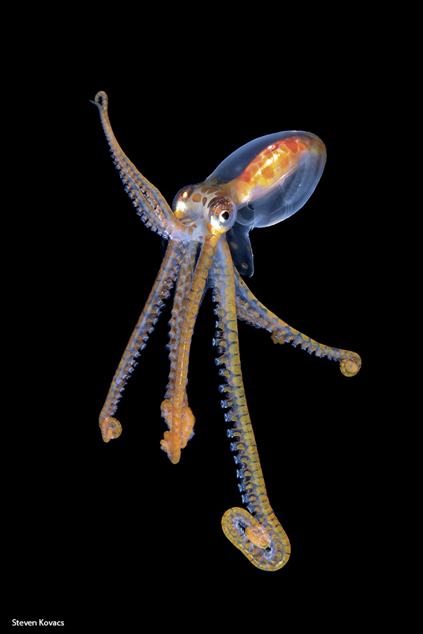 Long Arm Octopus performing an intricate dance for the camera. Palm Beach, Florida #ikelite