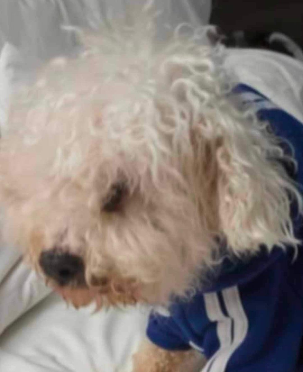 Missing from Scott County Va-
❗️❗️PLEASE SHARE ❗️ ❗️
         LOST DOG
Missing from Hiltons area new the blue carwash on the back road area. Missing since 11/6 @ 2pm
Please call 469-207-2503 or 214-694-1227 with any information.