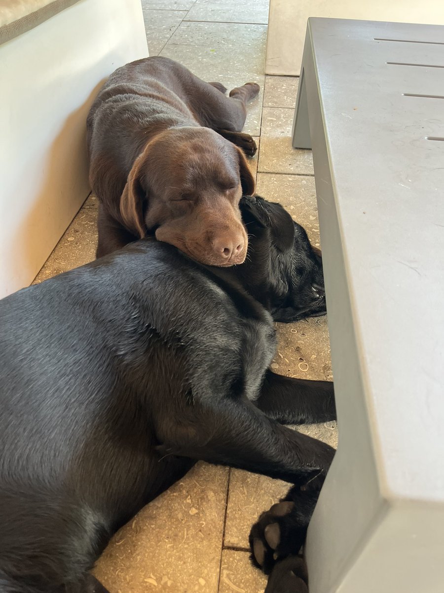 We came to <a href="/TwitterCanada/">Twitter Canada</a> to spread Labrador Love not Hate 
We are leaving to spread the #Love 
Be kind Be Gentle we need each other
Love 

<a href="/JimmyandEarle/">Jimmy & Earl</a>