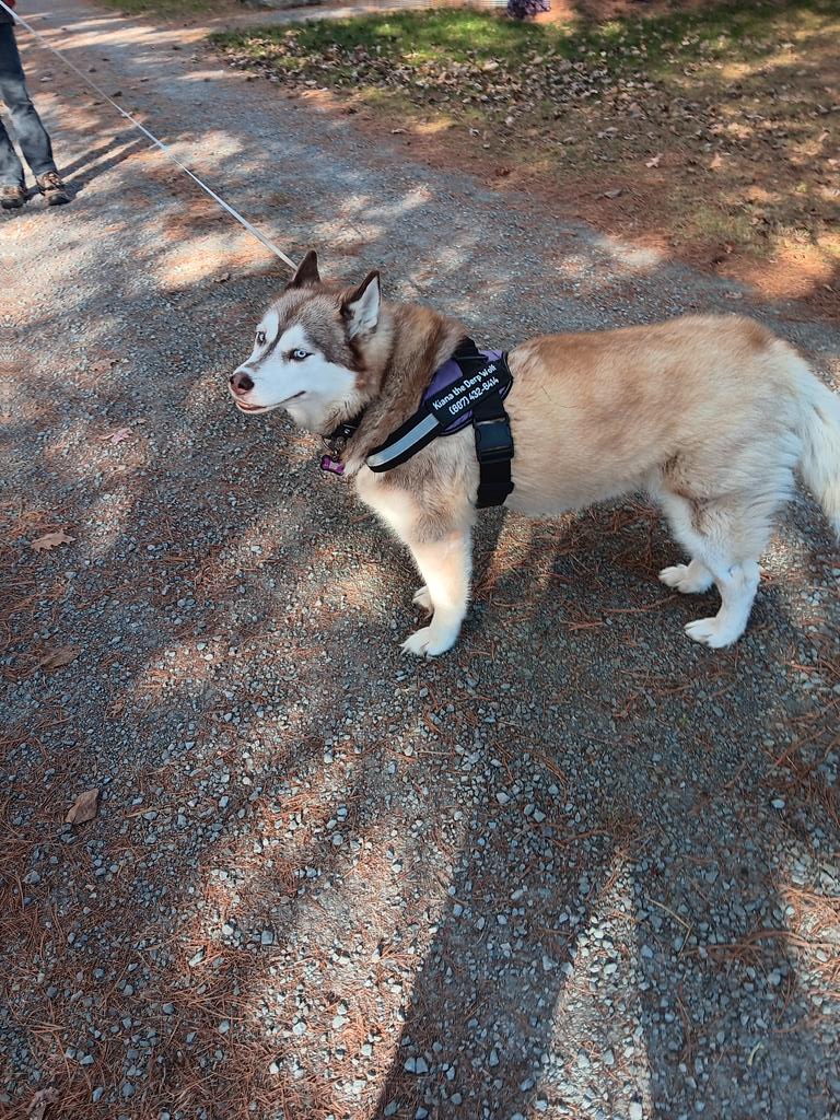 deborahblake's tweet photo. Meet Kiana. Her person and I go for walks together sometimes. #notacat https://t.co/eWH15Ray79