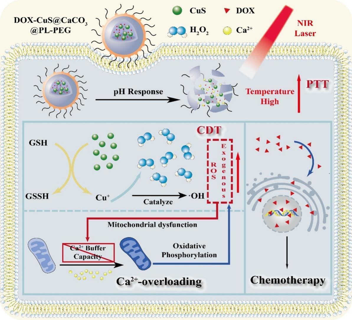 JCRnEDITORS's tweet photo. Tumor therapy utilizing dual-responsive nanoparticles: A multifaceted approach integrating calcium-overload and PTT/CDT/chemotherapy.
| Yong Guo, Hangzhou Normal Univ. |
[50 days' free access]
#pHresponsive #photothermal #chemodynamic 
https://t.co/UJ0W7d1KfI https://t.co/k3p0D9cRVV