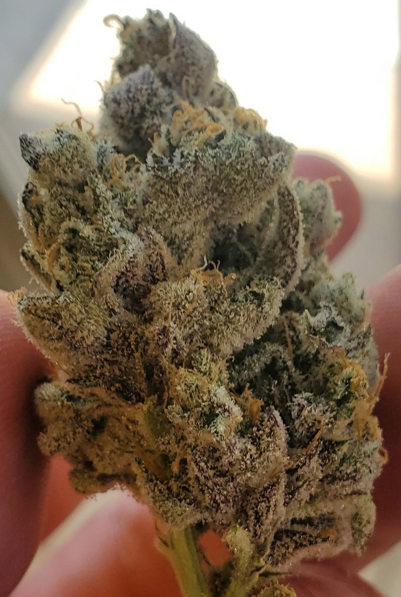WillyWeedfinger's tweet photo. TIL (although I'm 3 days late) that November 6th is Legalization Day.

11/6/2012 was the day the first 2 states in the US (Washington &amp; Colorado) legalized recreational marijuana. 

Calendar updated! We have come so far 💚 https://t.co/qDDyyLir7W